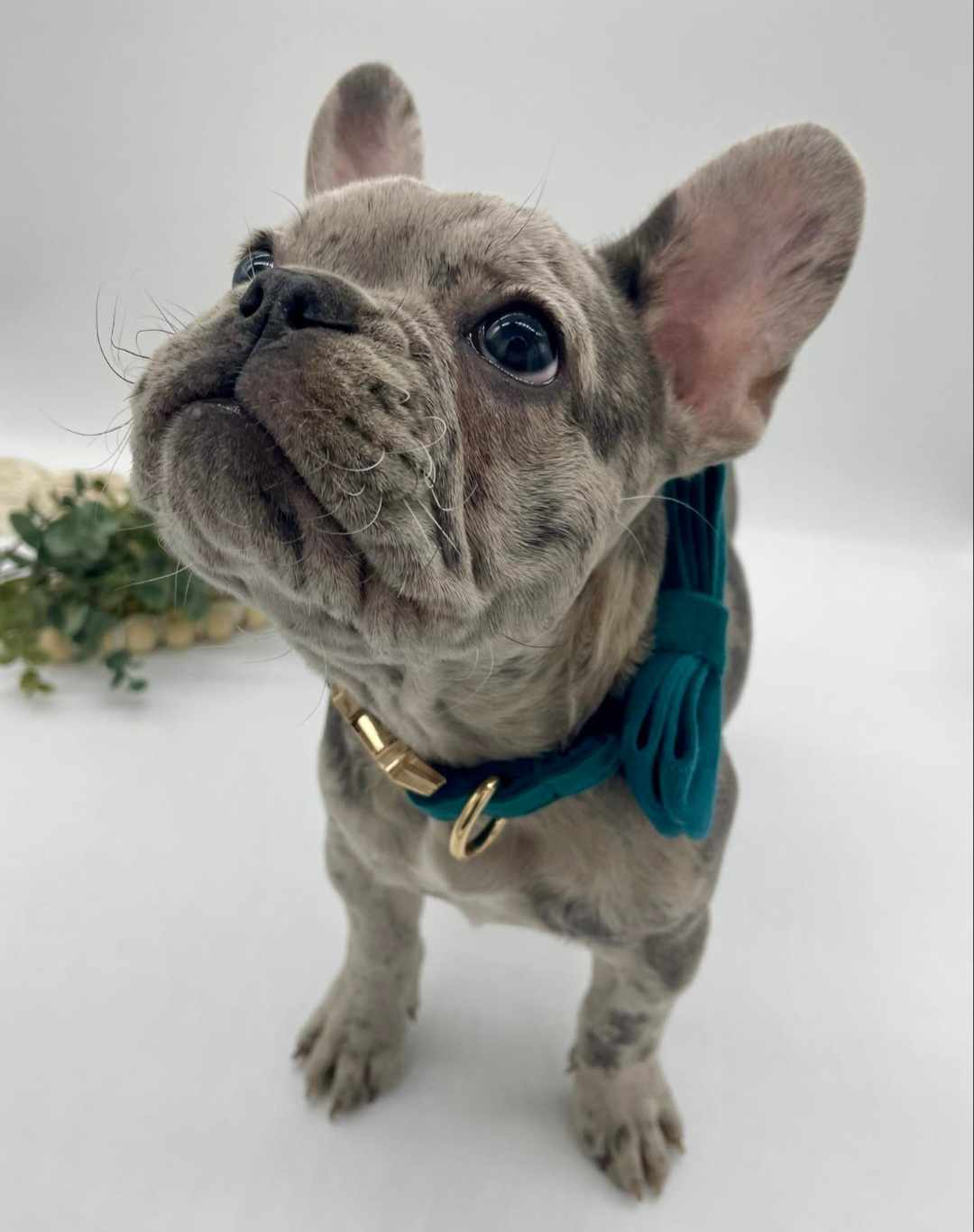 Velvet Custom Dog Collars - Buy-In