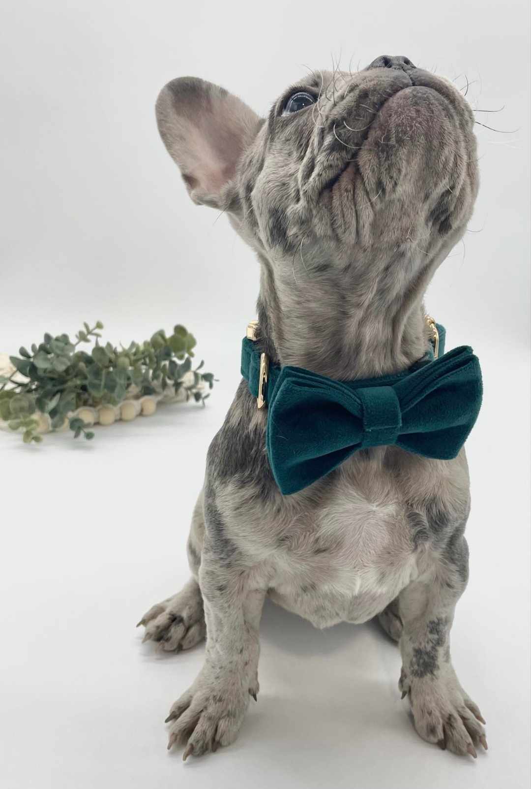 Velvet Custom Dog Collars - Buy-In