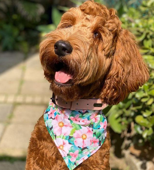 Pattern Custom Collar & Accessories - Buy-In