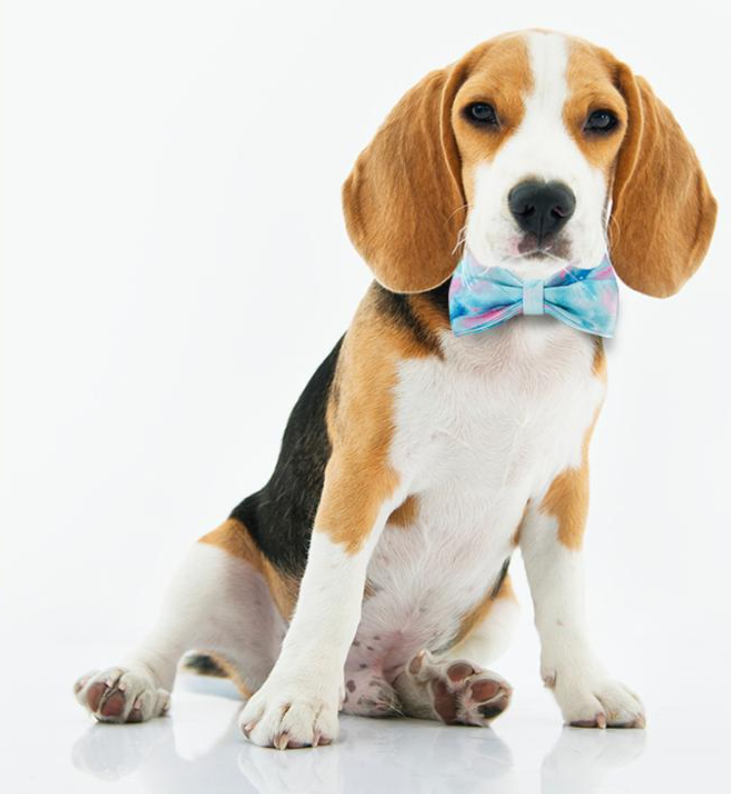Pattern Custom Collar & Accessories - Buy-In