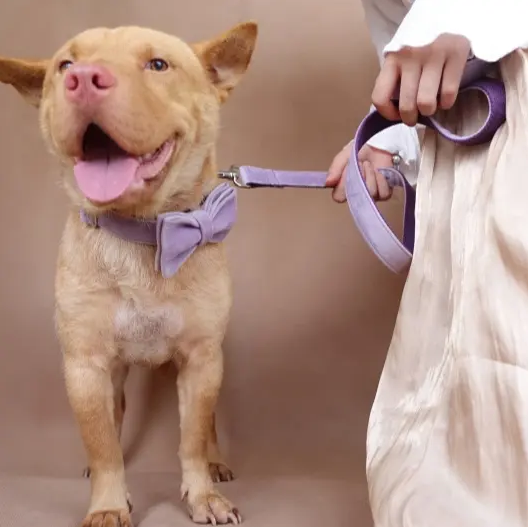 Vegan Leather Custom Dog Collars - Buy-In