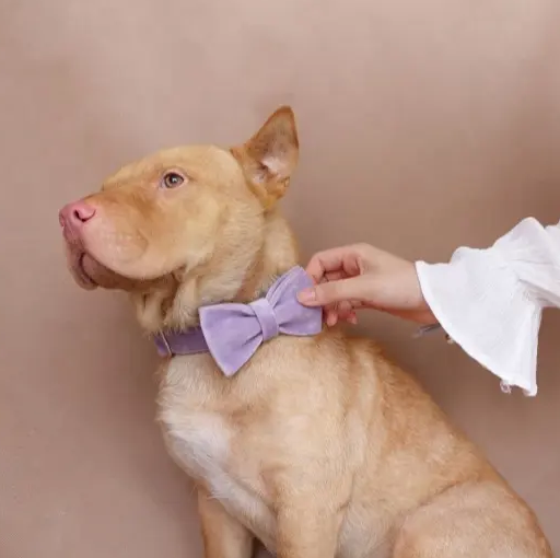 Vegan Leather Custom Dog Collars - Buy-In