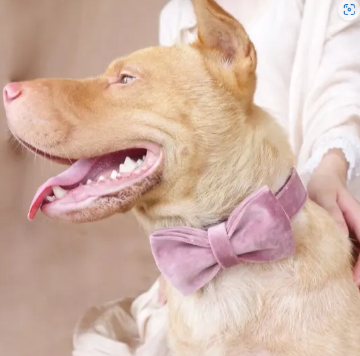 Velvet Custom Dog Collars - Buy-In