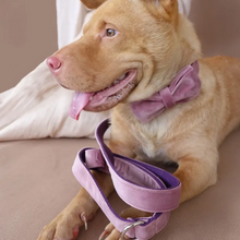 Load image into Gallery viewer, Velvet Personalized Dog Collars- PRE-ORDER
