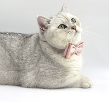 Load image into Gallery viewer, Cat Personalized Collar Sets - PRE-ORDER
